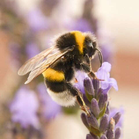 Bumble Bee Jansenferdi Pixabay