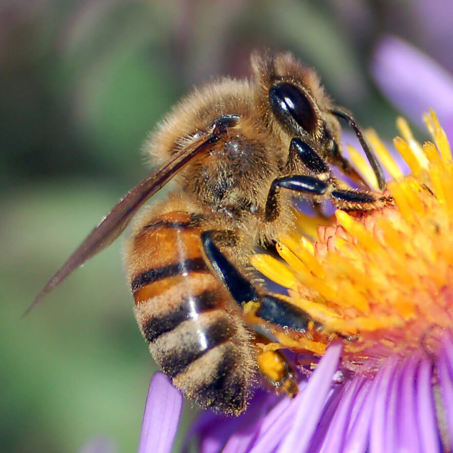 Honey_Bee_-Wikilmages_Pixabay.jpg