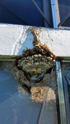 Hornet Nest Screen Window