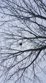 Hornet Nest Removal Tree Alpharetta