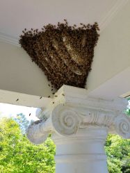 Honey Bee Colony Two Weeks