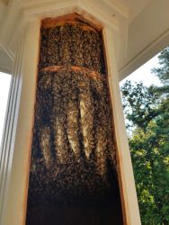 Honey Bee Removal Column Roswell