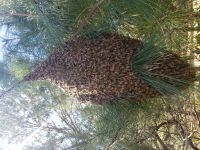 Large Bee Swarm in Transit