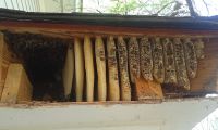 Alexander City bay window honeybee removal 1