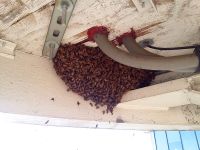 Atlanta airport honey bee swarm 1