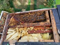 Removing a Honey Bee Colony from a Roof in Clemson South Carolina
