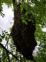 Gigantic Honey Bee Swarm Removal From Tree Limb