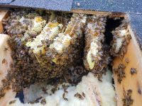 Helen Honey Bees Under Shingles