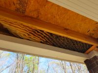 Honey Bee Removal From Ceiling Porch Jefferson