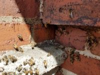 b_200_200_16777215_0_0_images_Blogs_Blogs2020_Honey-Bees-Enter-Brick-Mortar-Joint.jpg