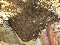 Honey Bees Building a Nest on Spray Foam Dormer Attic