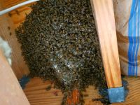 One Week Old Honey Bee Swarm in Floor