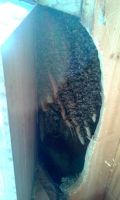 North GA bear honey bee removal 1