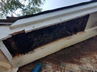 b_200_200_16777215_0_0_images_files_Dead-out_honey_bee_removal_Talladega_2.jpg