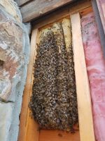 b_200_200_16777215_0_0_images_files_Honey_Bee_Removal_from_Log_Cabin_McCaysville_2.jpg