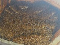 b_200_200_16777215_0_0_images_files_Macon_Honey_Bee_Removal_from_Bay_Window_2.jpg