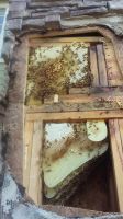 honeybees in stack stone apartment column Birmingham 2