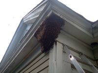huge exposed honeybee colony Georgia 1