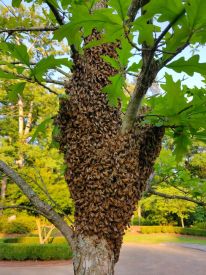 Bee Swarm Tree Johns Creek