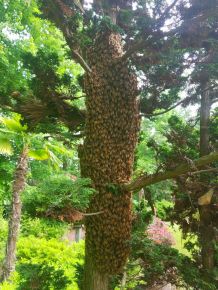 Honey Bee Swarm Tree Roswell