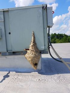 Hornet Nest Removal Roof Roswell