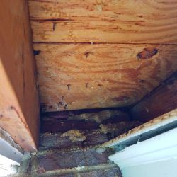Bee Colony Removed Eaves Roswell