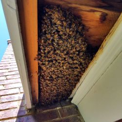 Honey Bees Chimney Eaves Roswell