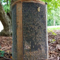 Live Honey Bees Cage Relocation