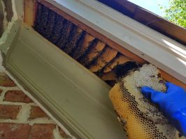 Alpharetta Honey Bee Removal Eaves