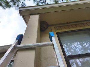 Hornet Nest Removal Sandy Springs