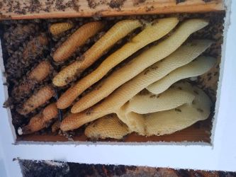 New Honey Bee Swarm Ceiling