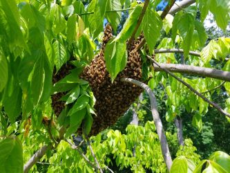 Found Bee Swarm While Removing Parent Colony - bee removal services in marietta, georgia