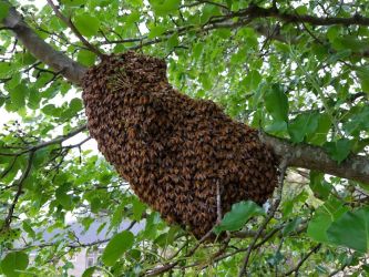 Honey Bee Swarm Branch - bee removal services in marietta, georgia