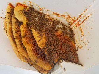 Exposed Bee Hive Honey Comb