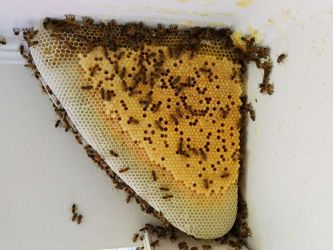 Fresh Honeycomb Bee Larva