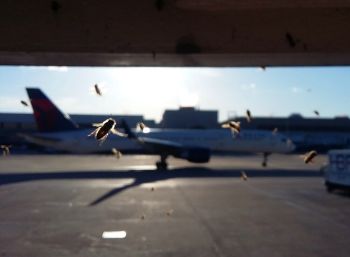 Atlanta airport honey bee swarm 3