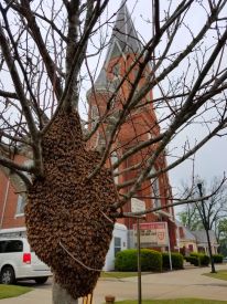 Honey Bee Swarm on a Small Tree Near a Columbus Georgia Church