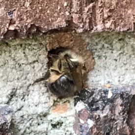 b_350_275_16777215_0_0_images_Mason-Bee-Going-in-Weep-Hole.JPG