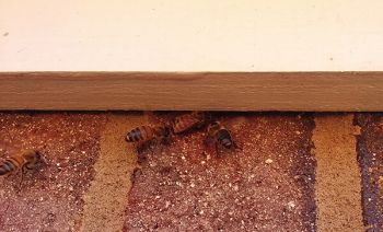 Honey Bees Entering Small Gap Between First and Second Floor of House