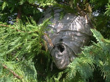 Large Bald Faced Hornet Nest Removal