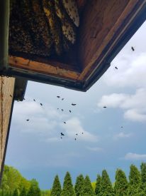 b_350_275_16777215_0_0_images_files_Macon_Honey_Bee_Removal_from_Bay_Window_1.jpg