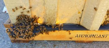 Honey Bees in Concrete Box #2