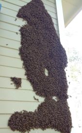 web 20000 bees plastered to wall Macon GA