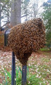 mail box bees
