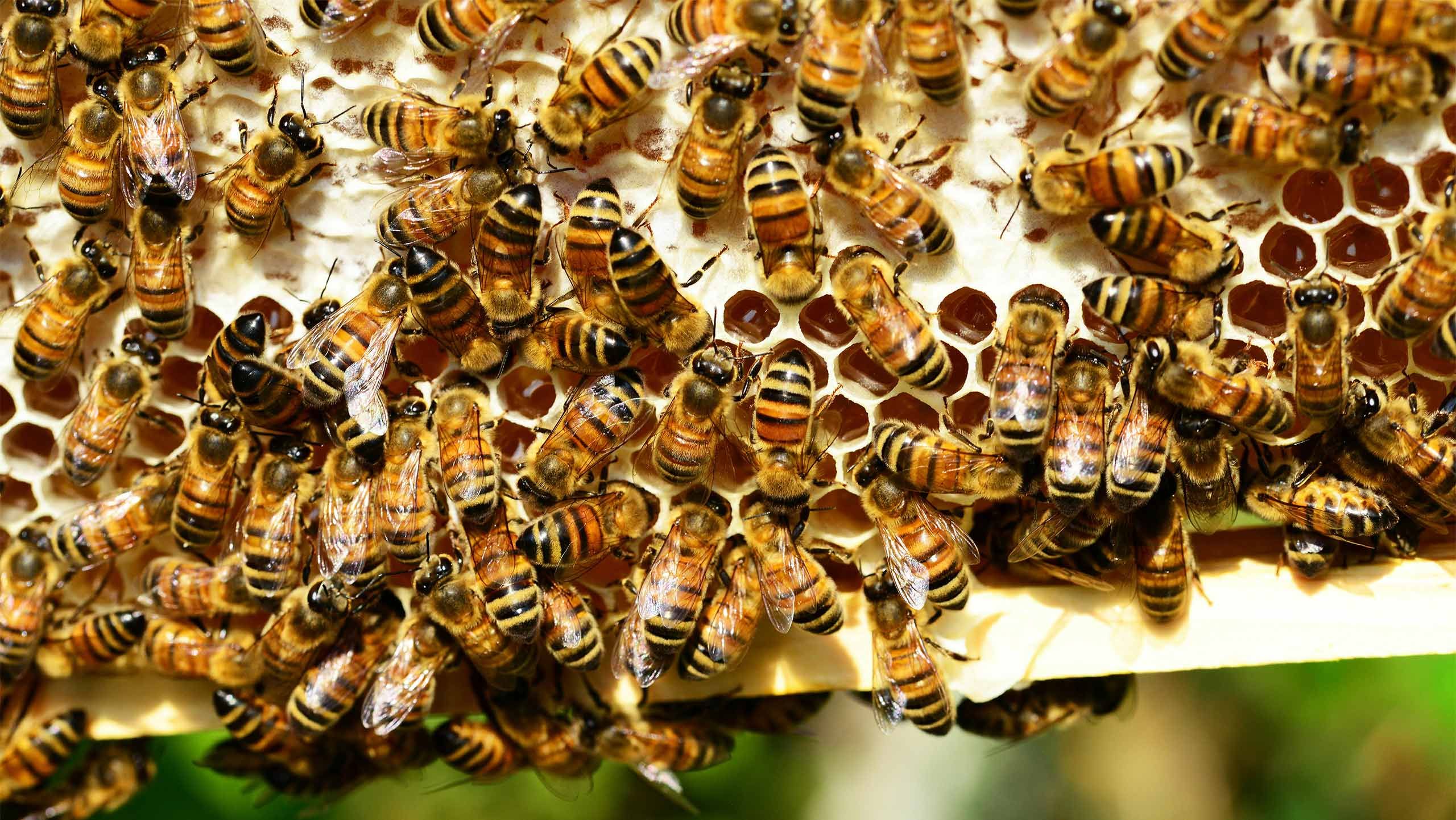 Bee season in atlanta, georgia