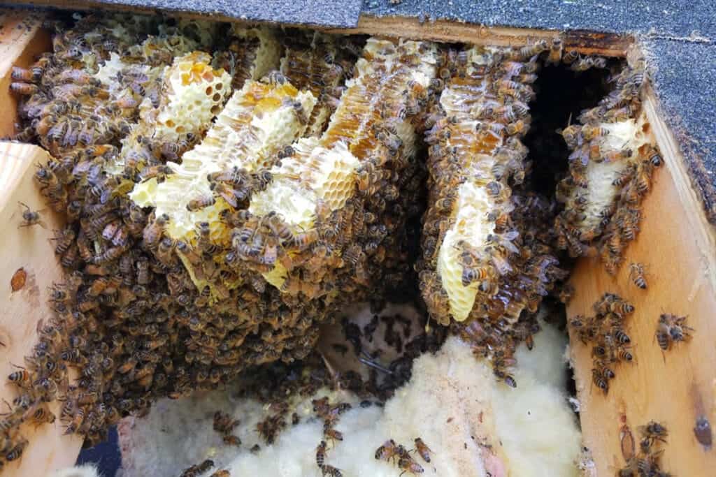 A hive on the roof with many bees inside of it.