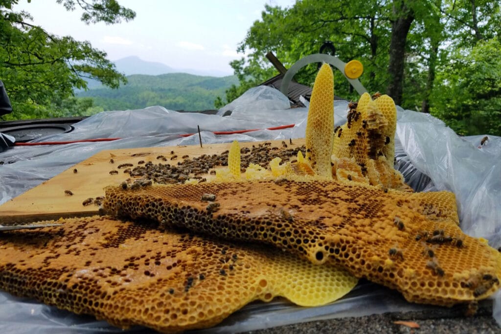 Honeybee removal in Helen Ga | SouthEast Bee Removal