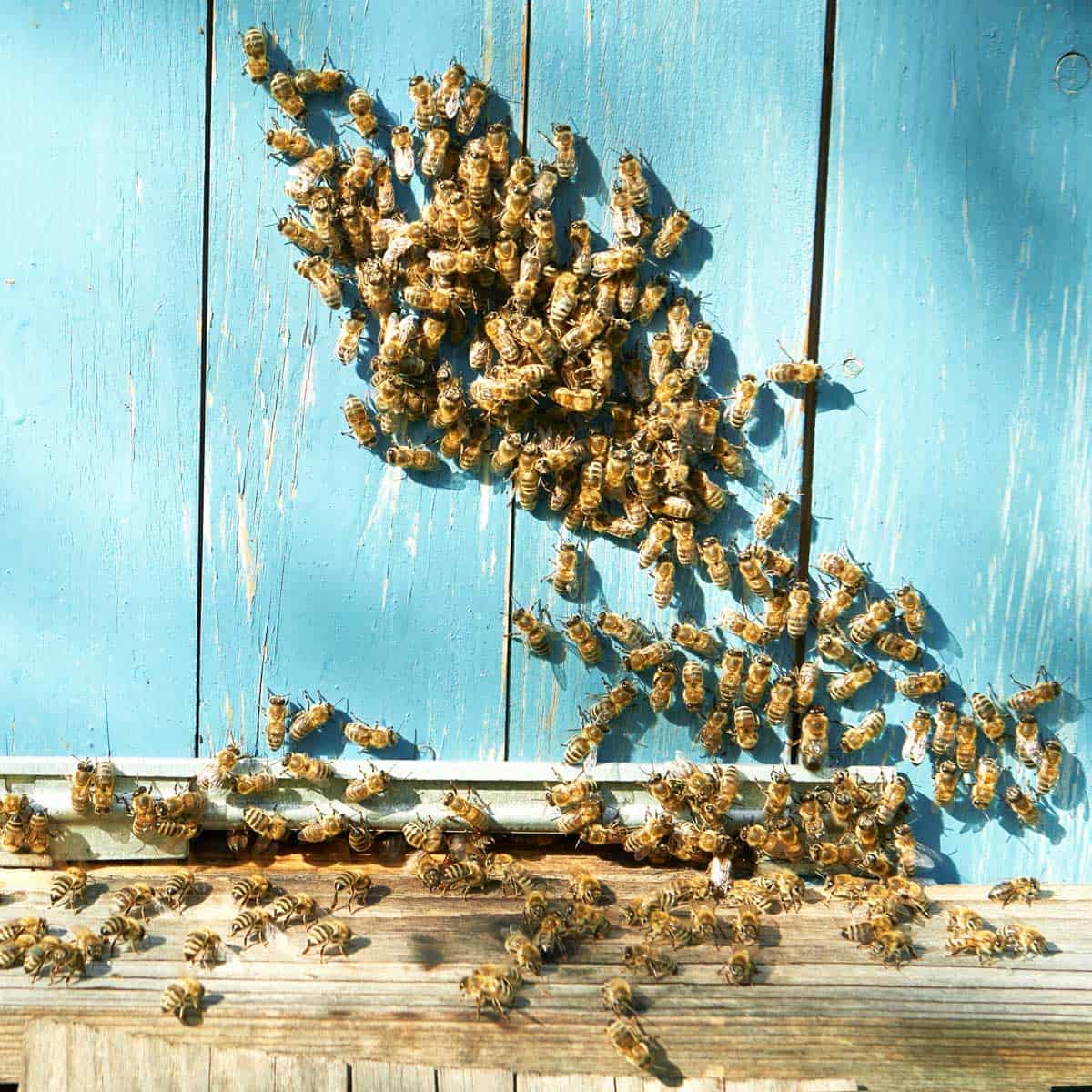 Large number of honey bees entering a home through an exterior gap during an active invasion