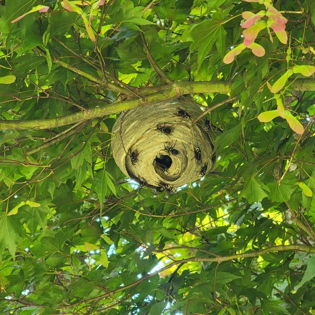 Hornet Nest Removal – Bald-faced hornet nest being removed from eaves by licensed pest specialist