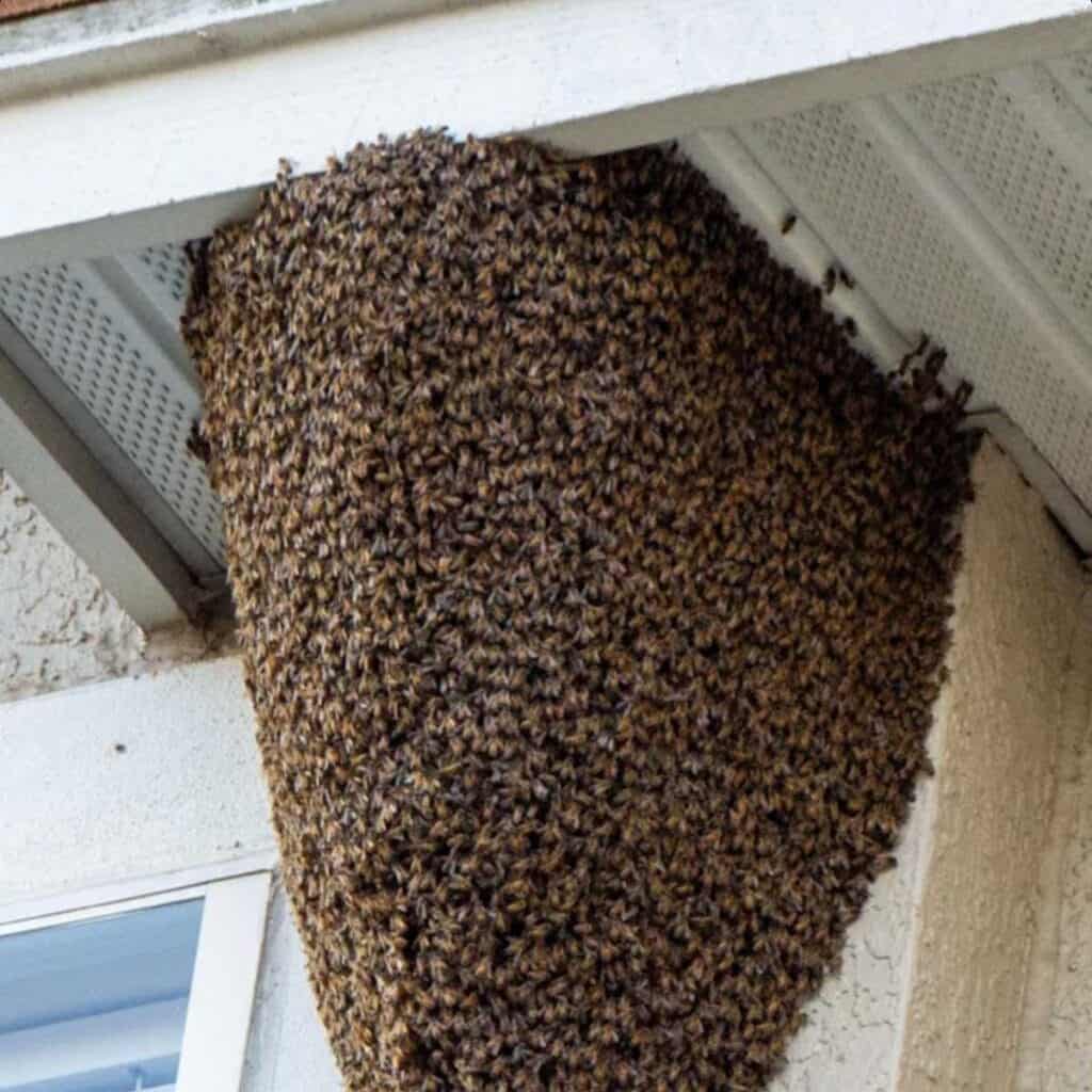 Bee Proofing – Brick siding gap sealed to prevent honey bee entry into home structures